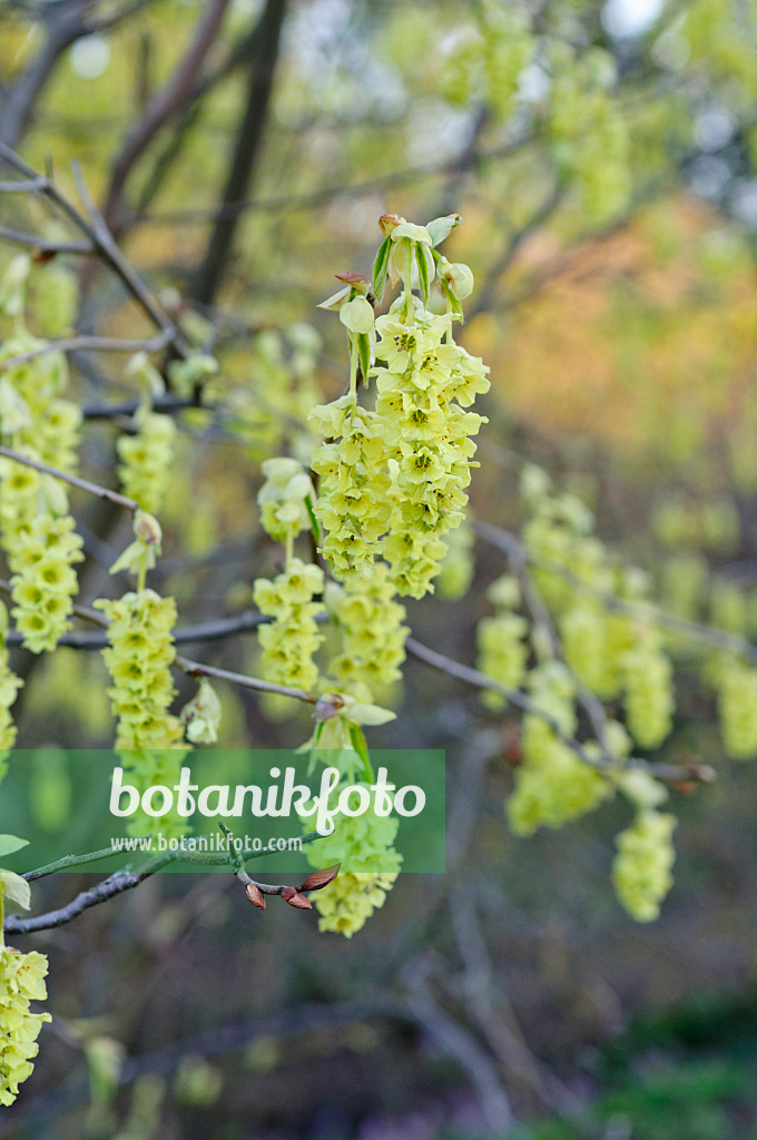 483111 - Willmott winter hazel (Corylopsis willmottiae)