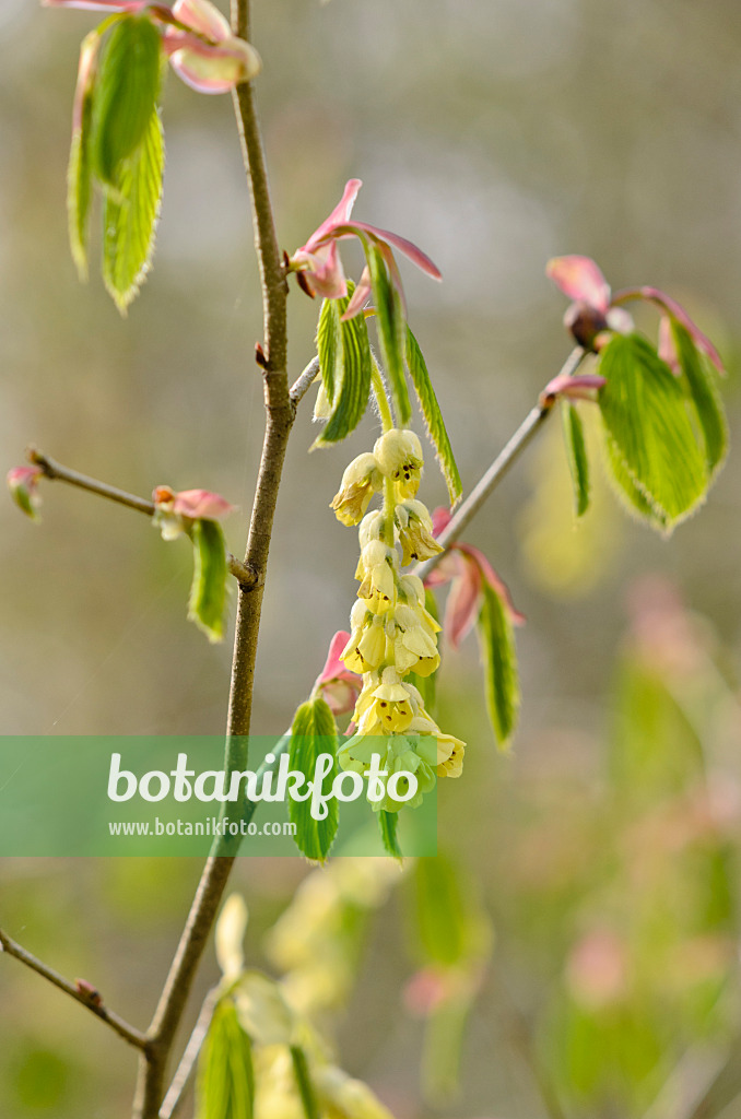 520023 - Willmott winter hazel (Corylopsis willmottiae)