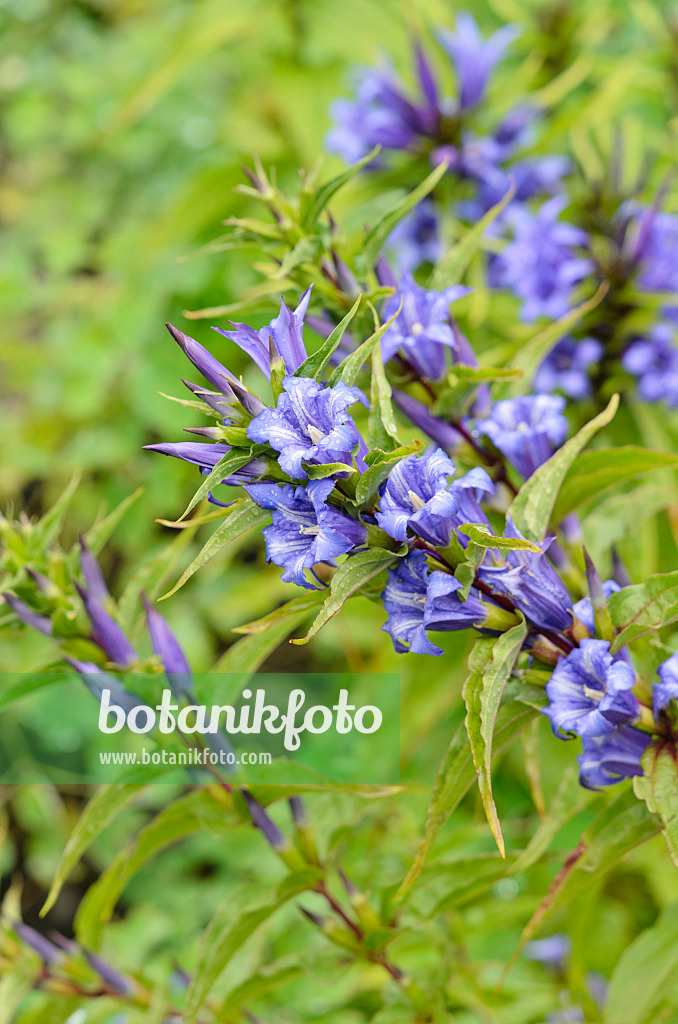 535119 - Willow gentian (Gentiana asclepiadea)