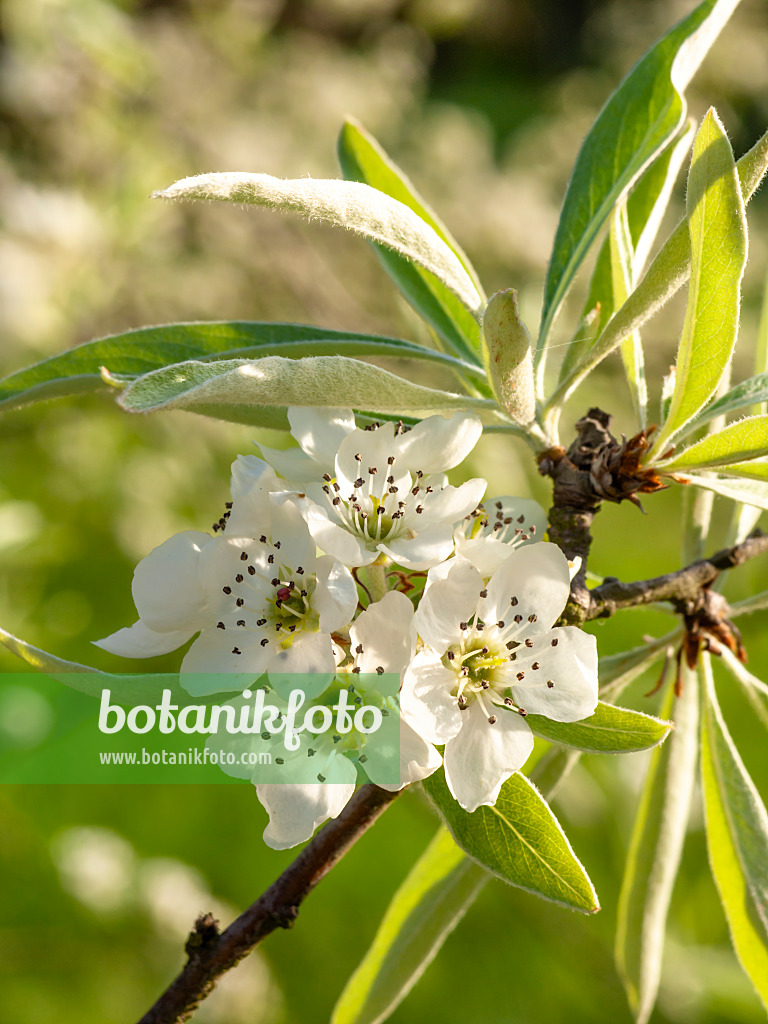 448020 - Willow-leaved pear (Pyrus salicifolia 'Pendula')