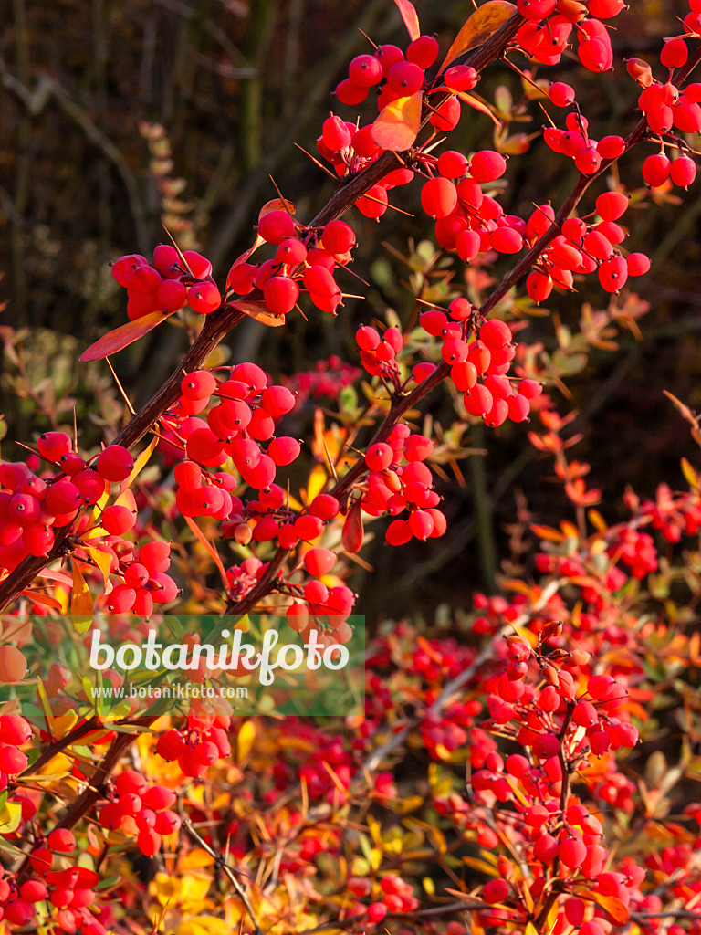 407001 - Wilson's barberry (Berberis wilsoniae)