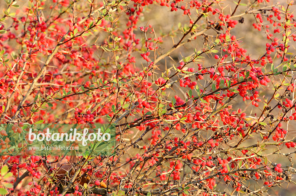 467076 - Wilson's barberry (Berberis wilsoniae)