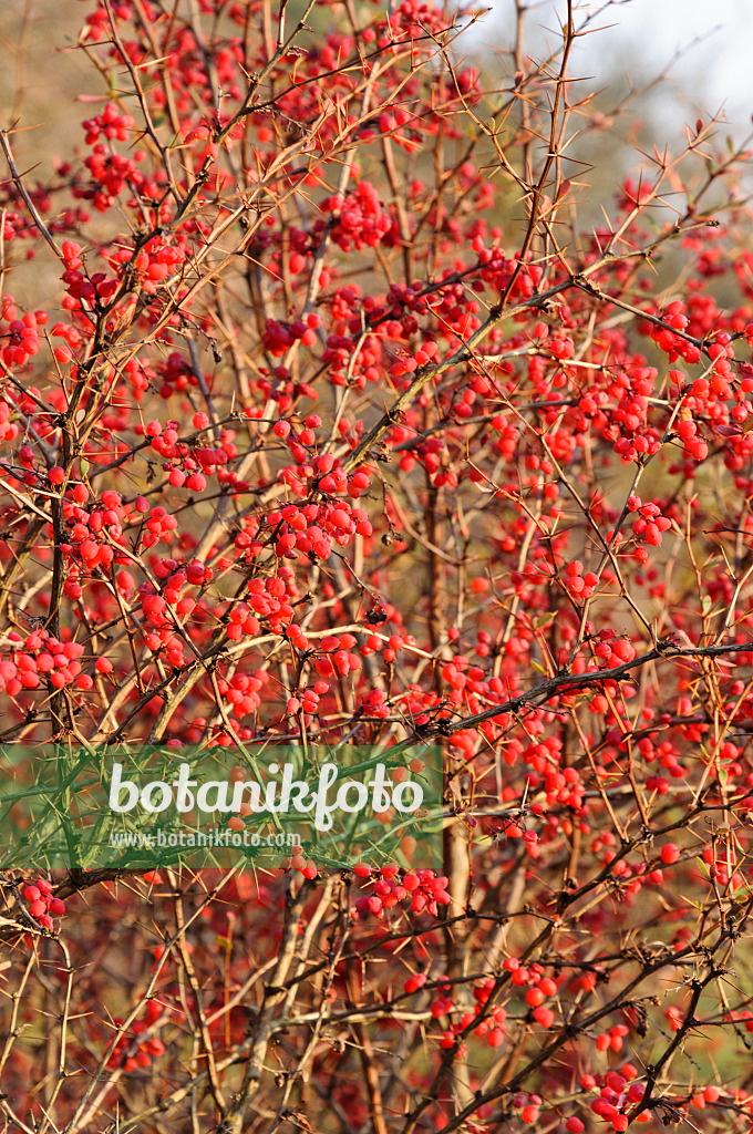 467077 - Wilson's barberry (Berberis wilsoniae)