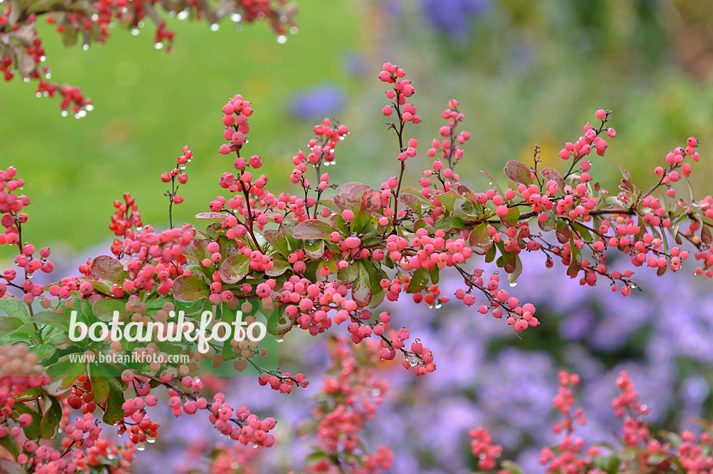 517145 - Wilson's barberry (Berberis wilsoniae)