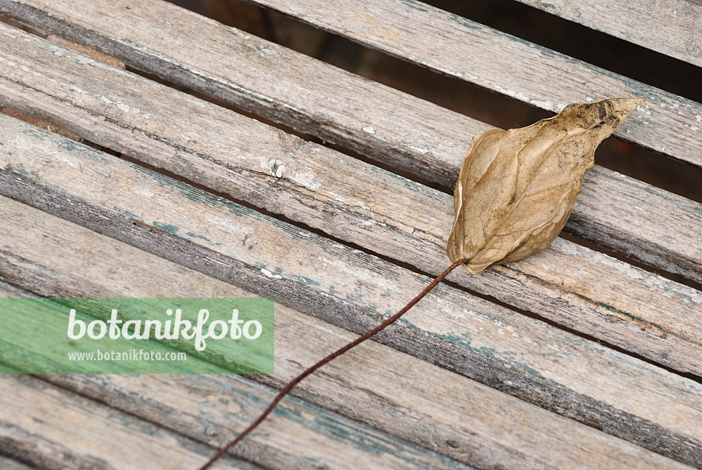 496187 - Wilted leaf on a wooden bench