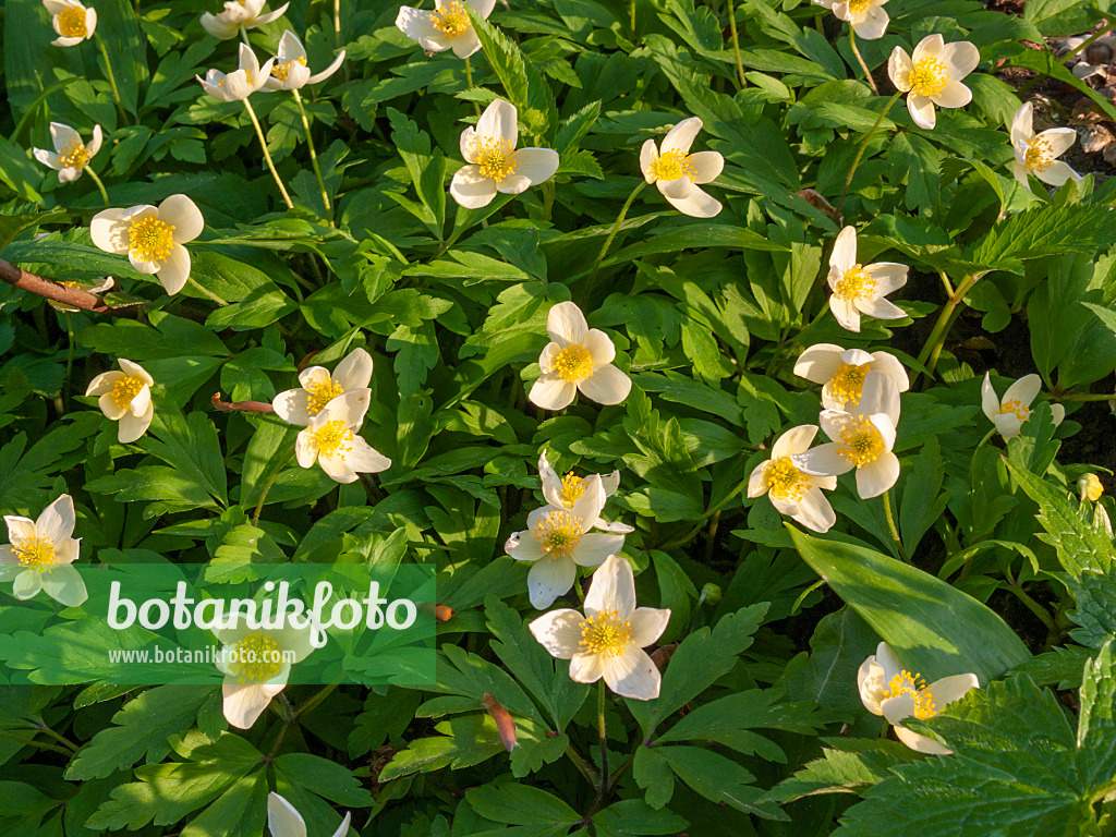 412023 - Windflower (Anemone x lipsiensis)