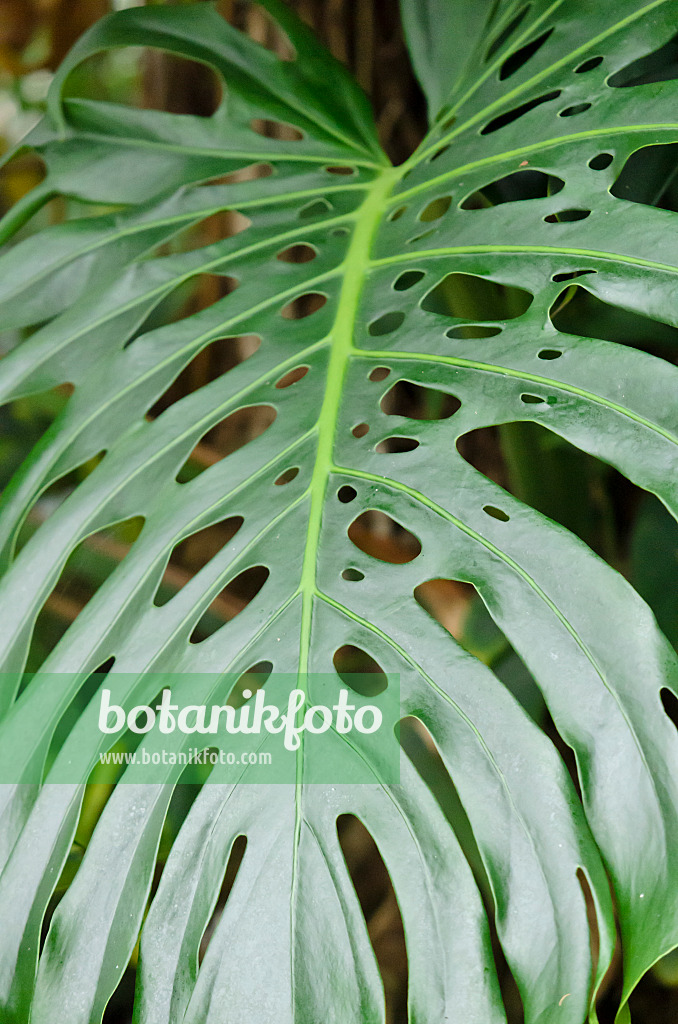 553090 - Window plant (Monstera)