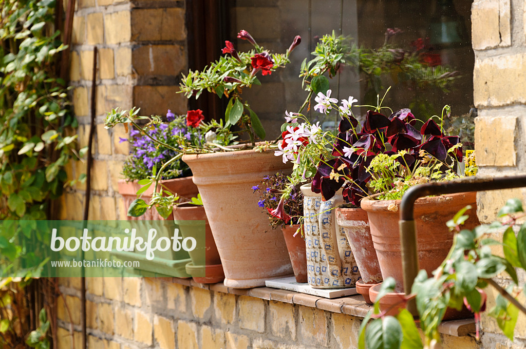 474352 - Window sill with potted plants