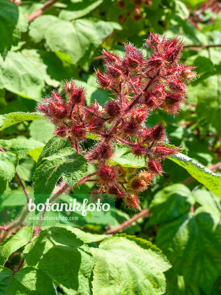 439107 - Wineberry (Rubus phoenicolasius)