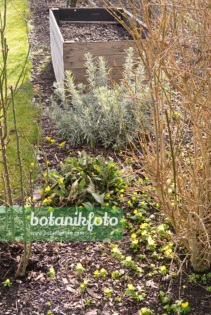 578033 - Winter aconites (Eranthis hyemalis) in a garden with a raised bed