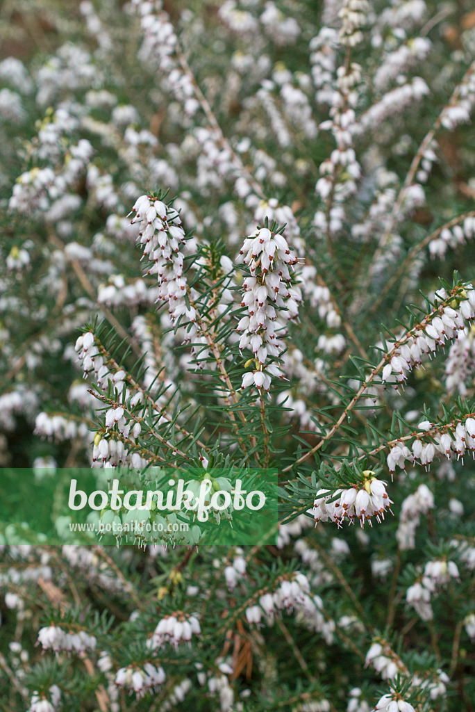 554010 - Winter heath (Erica x darleyensis 'Silberschmelze')