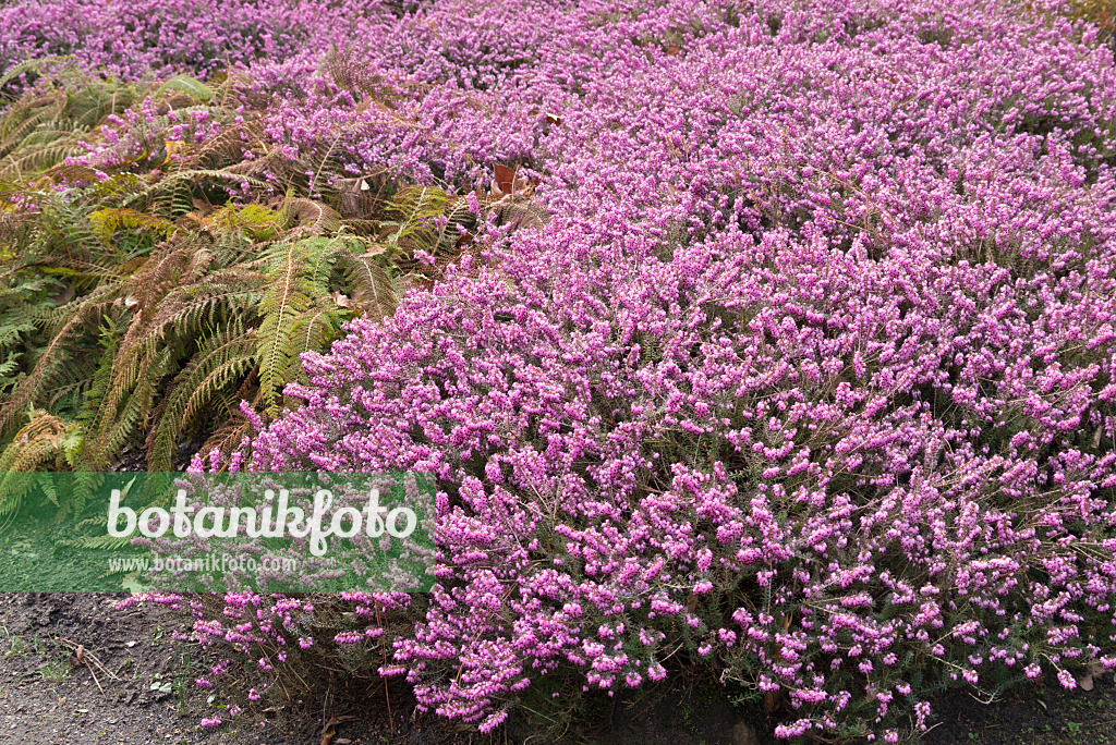 566089 - Winter heather (Erica carnea 'December Red' syn. Erica herbacea 'December Red')