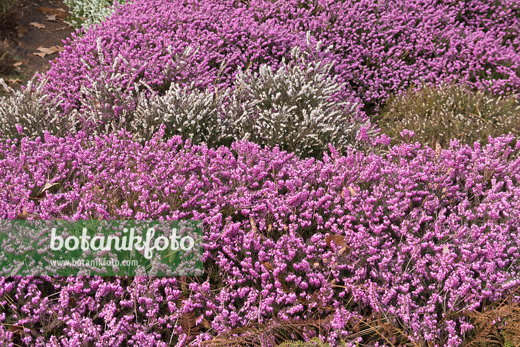 566090 - Winter heather (Erica carnea 'December Red' syn. Erica herbacea 'December Red') and winter heath (Erica x darleyensis 'Silberschmelze')