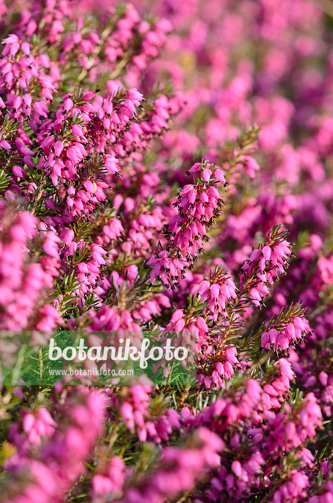 519070 - Winter heather (Erica carnea 'Myretoun Ruby' syn. Erica herbacea 'Myretoun Ruby')