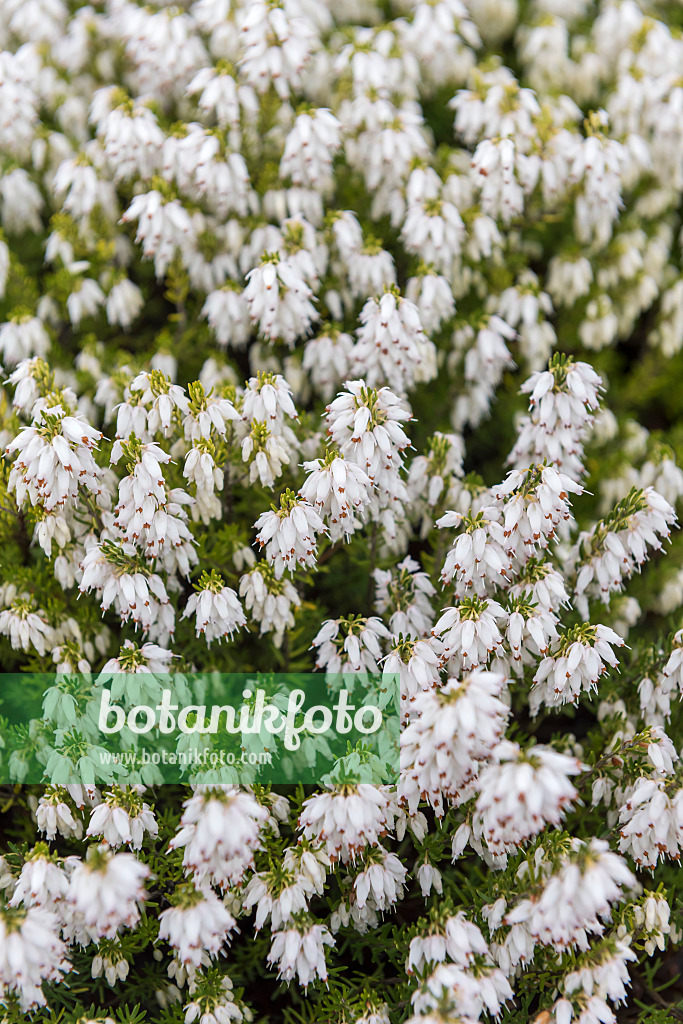 616206 - Winter heather (Erica carnea 'Snow Queen' syn. Erica herbacea 'Snow Queen')