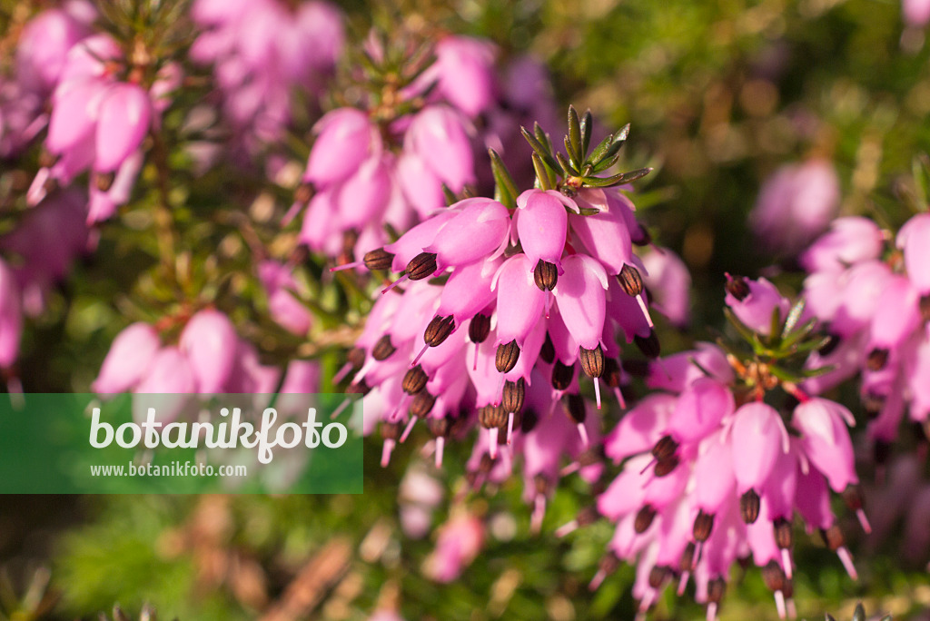 578031 - Winter heather (Erica carnea 'Winter Beauty' syn. Erica herbacea 'Winter Beauty')