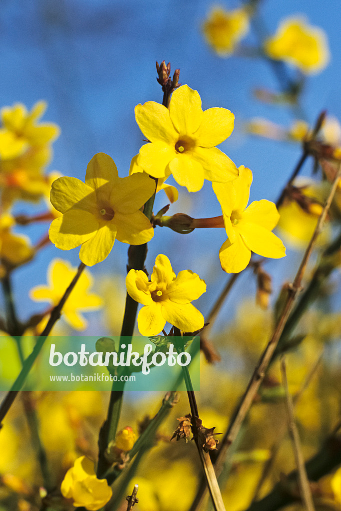 387003 - Winter jasmine (Jasminum nudiflorum)