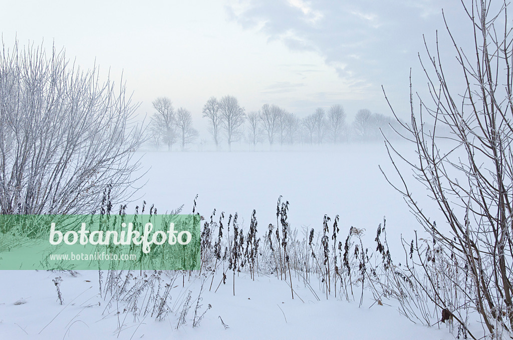 491064 - Winter landscape at dusk