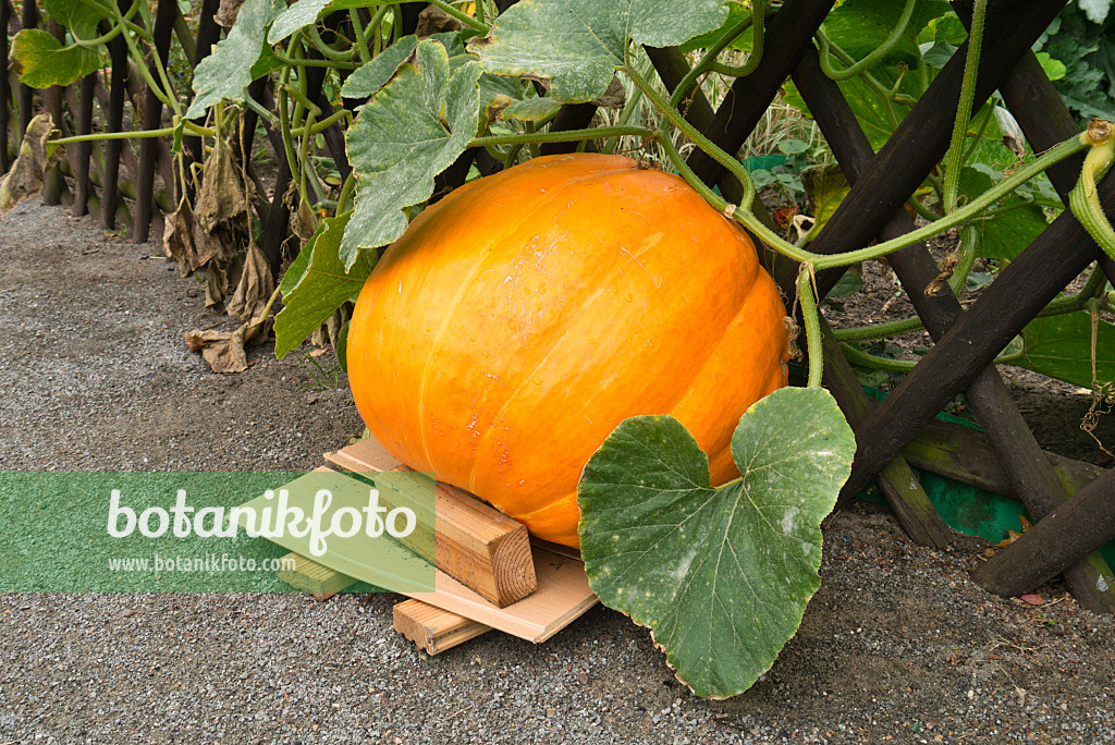 536200 - Winter squash (Cucurbita maxima) at a garden fence