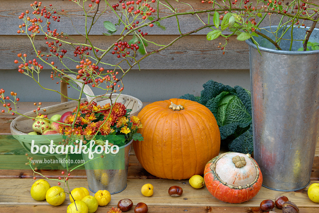 460017 - Winter squash (Cucurbita maxima), Japanese quince (Chaenomeles japonica), common horse chestnut (Aesculus hippocastanum), chrysanthemum (Chrysanthemum) and multiflora rose (Rosa multiflora)