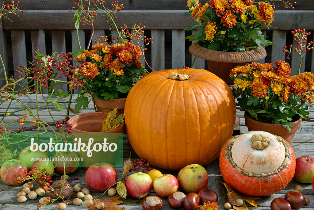 460019 - Winter squash (Cucurbita maxima), orchard apple (Malus x domestica), common horse chestnut (Aesculus hippocastanum) and chrysanthemum (Chrysanthemum) 460019 - Winter squash (Cucurbita maxima), orchard apple (Malus x domestica), common horse chestnut (Aesculus hippocastanum) and chrysanthemum (Chrysanthemum)