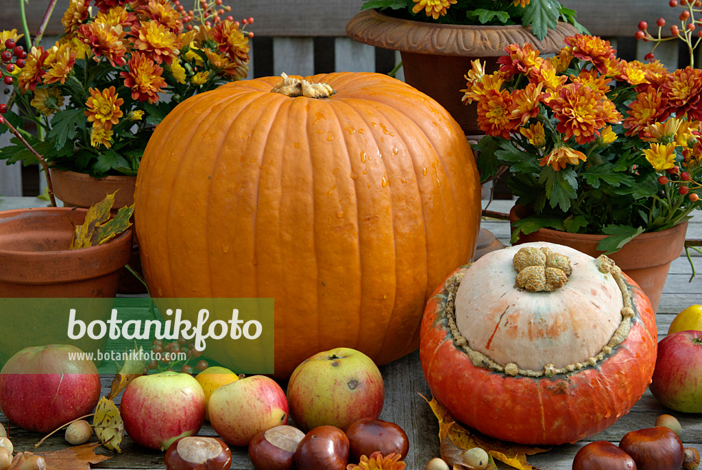460020 - Winter squash (Cucurbita maxima), orchard apple (Malus x domestica), common horse chestnut (Aesculus hippocastanum) and chrysanthemum (Chrysanthemum) 460020 - Winter squash (Cucurbita maxima), orchard apple (Malus x domestica), common horse chestnut (Aesculus hippocastanum) and chrysanthemum (Chrysanthemum)