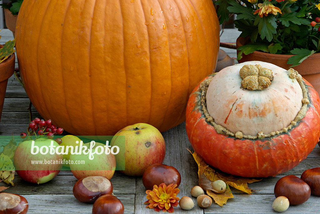 460021 - Winter squash (Cucurbita maxima), orchard apple (Malus x domestica), common horse chestnut (Aesculus hippocastanum), common hazel (Corylus avellana) and chrysanthemum (Chrysanthemum) 460021 - Winter squash (Cucurbita maxima), orchard apple (Malus x domestica), common horse chestnut (Aesculus hippocastanum), common hazel (Corylus avellana) and chrysanthemum (Chrysanthemum)