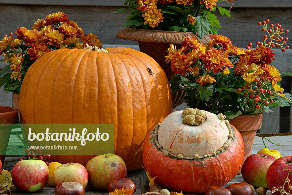 460023 - Winter squash (Cucurbita maxima), orchard apple (Malus x domestica), common horse chestnut (Aesculus hippocastanum) and chrysanthemum (Chrysanthemum) 460023 - Winter squash (Cucurbita maxima), orchard apple (Malus x domestica), common horse chestnut (Aesculus hippocastanum) and chrysanthemum (Chrysanthemum)
