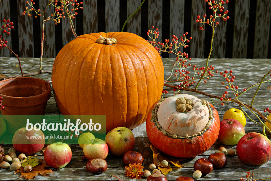 460025 - Winter squash (Cucurbita maxima), orchard apple (Malus x domestica), multiflora rose (Rosa multiflora) and common horse chestnut (Aesculus hippocastanum) 460025 - Winter squash (Cucurbita maxima), orchard apple (Malus x domestica), multiflora rose (Rosa multiflora) and common horse chestnut (Aesculus hippocastanum)