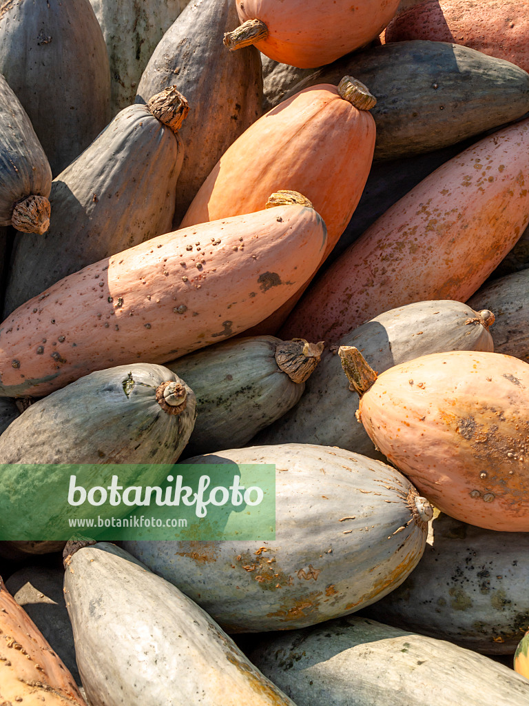 429163 - Winter squash (Cucurbita maxima 'Pink Jumbo Banana')