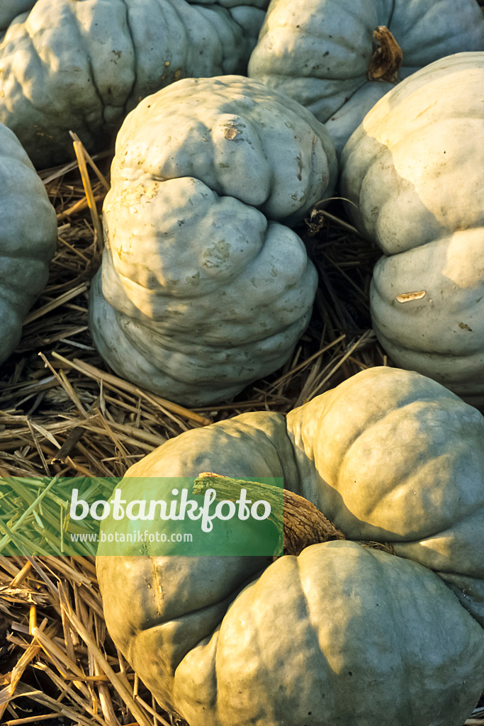 383083 - Winter squash (Cucurbita pepo 'Tristar')