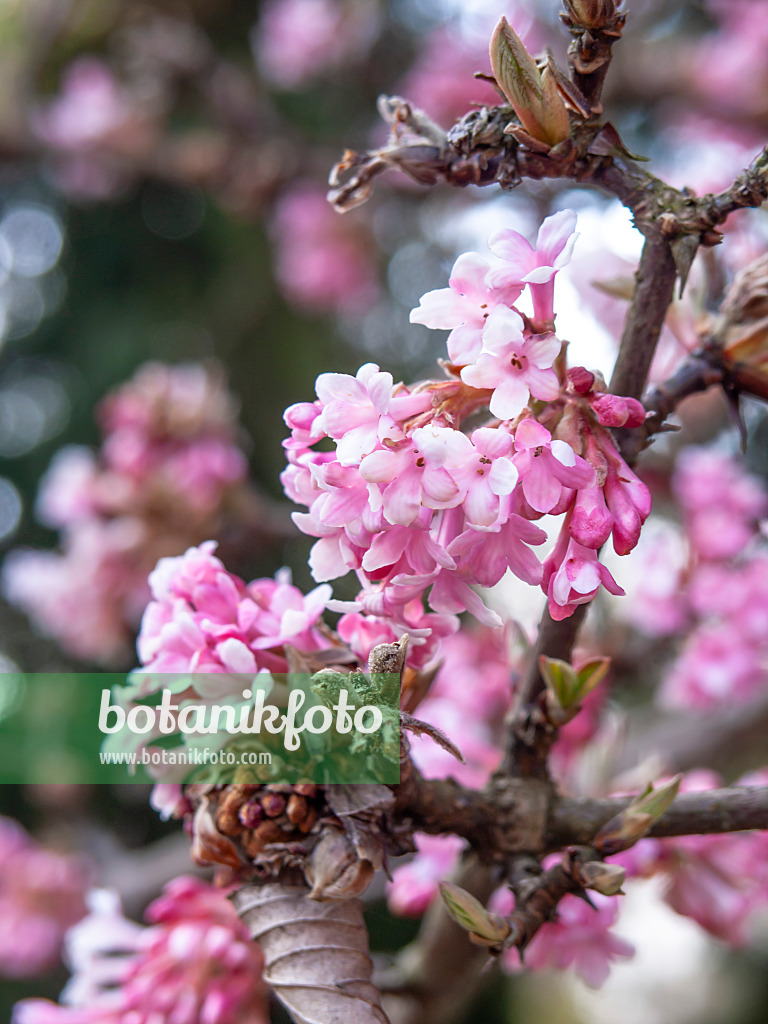 436098 - Winter viburnum (Viburnum x bodnantense 'Dawn')