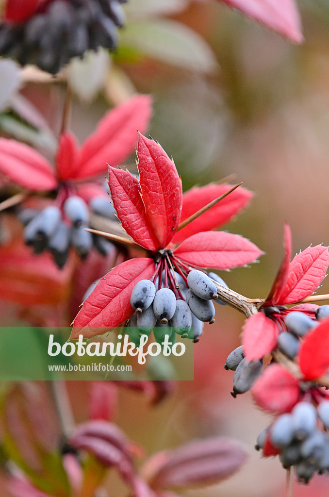 525258 - Wintergreen barberry (Berberis julianae)