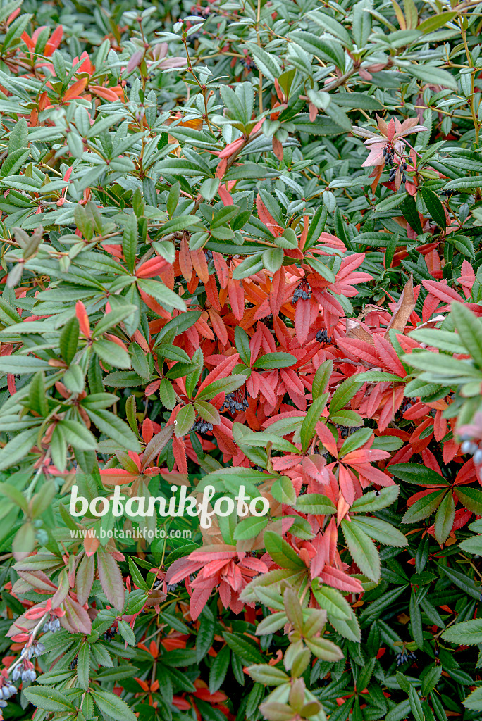 575025 - Wintergreen barberry (Berberis julianae)