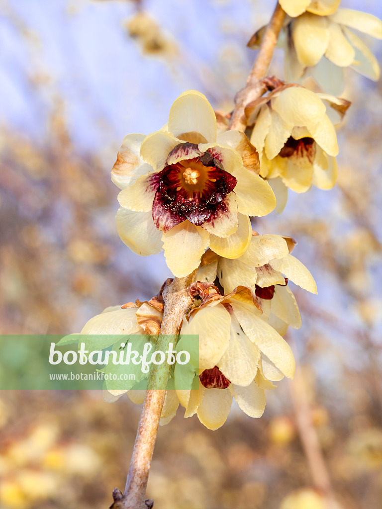 445021 - Wintersweet (Chimonanthus praecox)