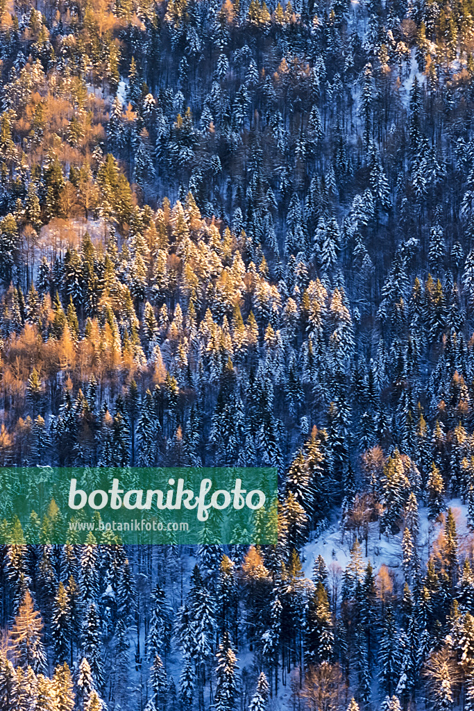 386007 - Wintry mountain forest, Kaisergebirge Nature Reserve, Austria