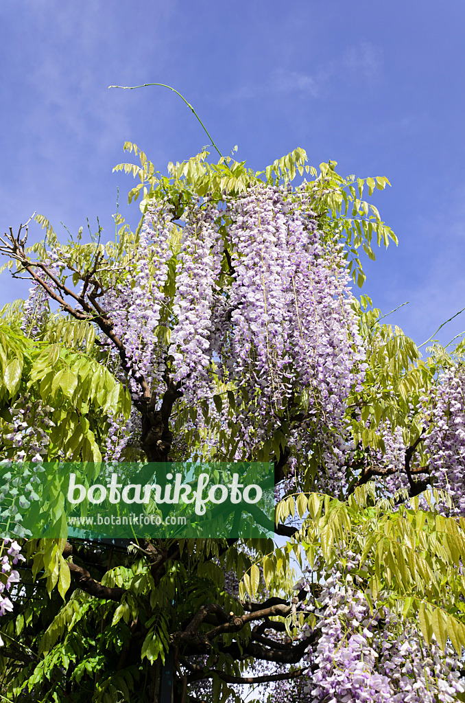 508081 - Wisteria (Wisteria)