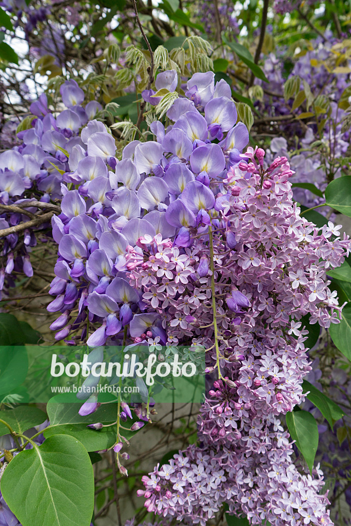 544092 - Wisteria (Wisteria) and common lilac (Syringa vulgaris)