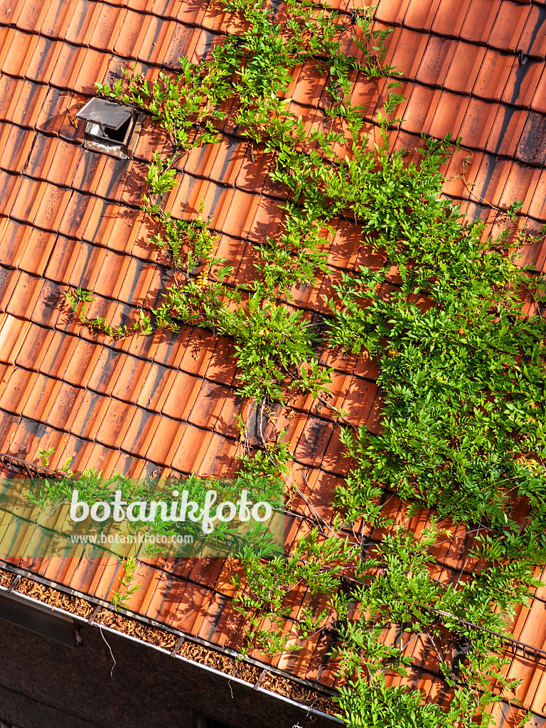 429106 - Wisteria (Wisteria) on a roof