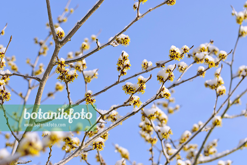 488150 - Witch hazel (Hamamelis x intermedia 'Barmstedt Gold')