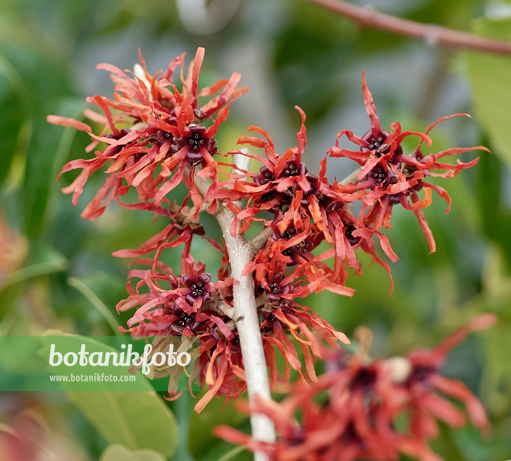 471391 - Witch hazel (Hamamelis x intermedia 'Diane')