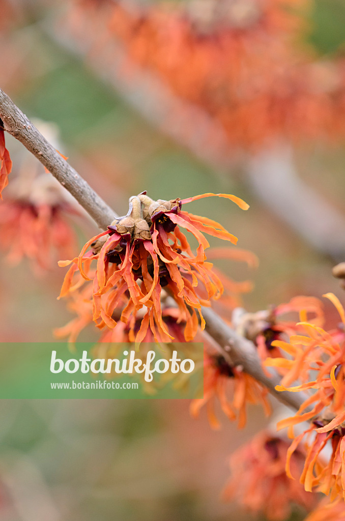 529063 - Witch hazel (Hamamelis x intermedia 'Diane')