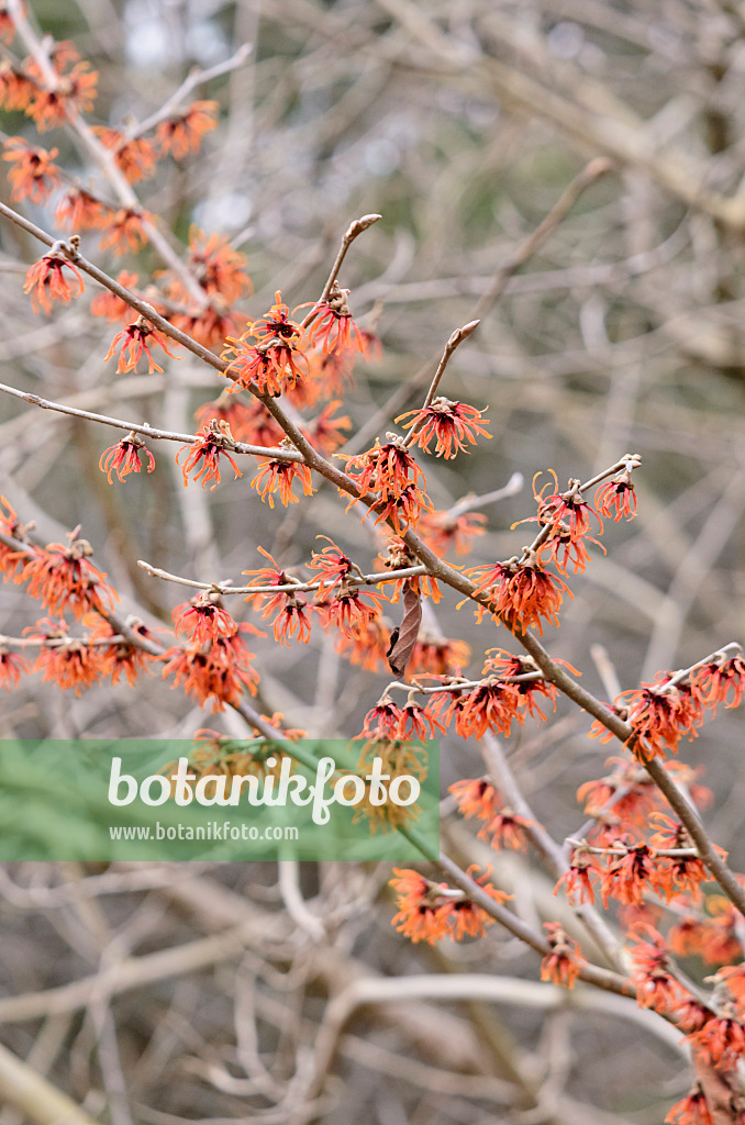 529064 - Witch hazel (Hamamelis x intermedia 'Diane')