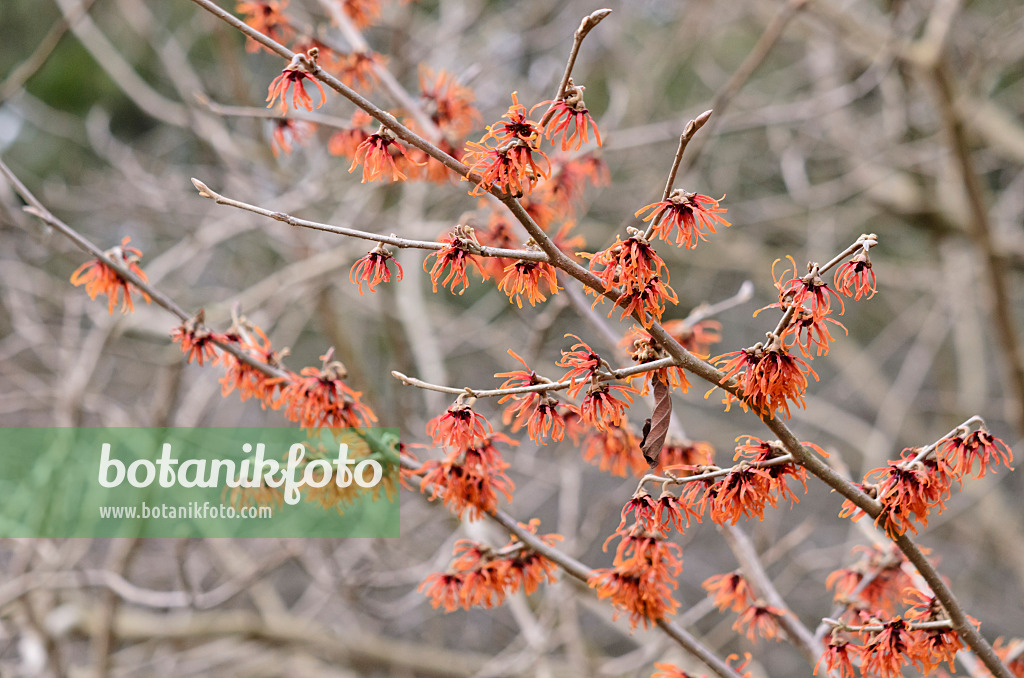 529065 - Witch hazel (Hamamelis x intermedia 'Diane')