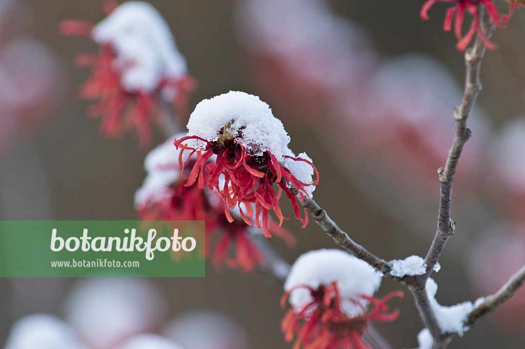 517048 - Witch hazel (Hamamelis x intermedia 'Ruby Glow')