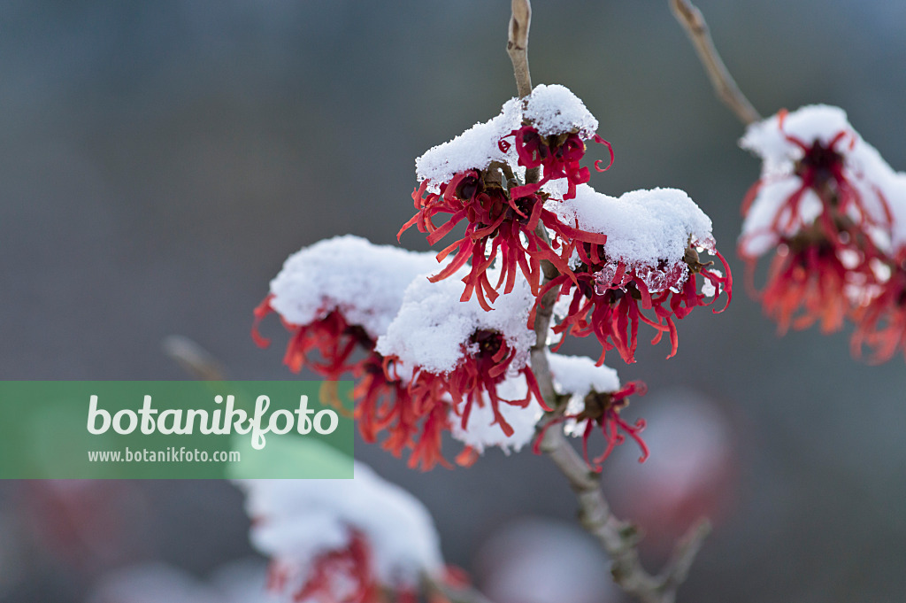 517050 - Witch hazel (Hamamelis x intermedia 'Ruby Glow')