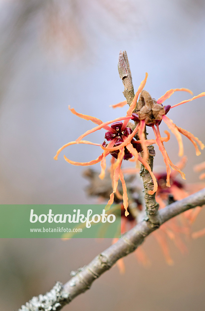 529170 - Witch hazel (Hamamelis x intermedia 'Ruby Glow')