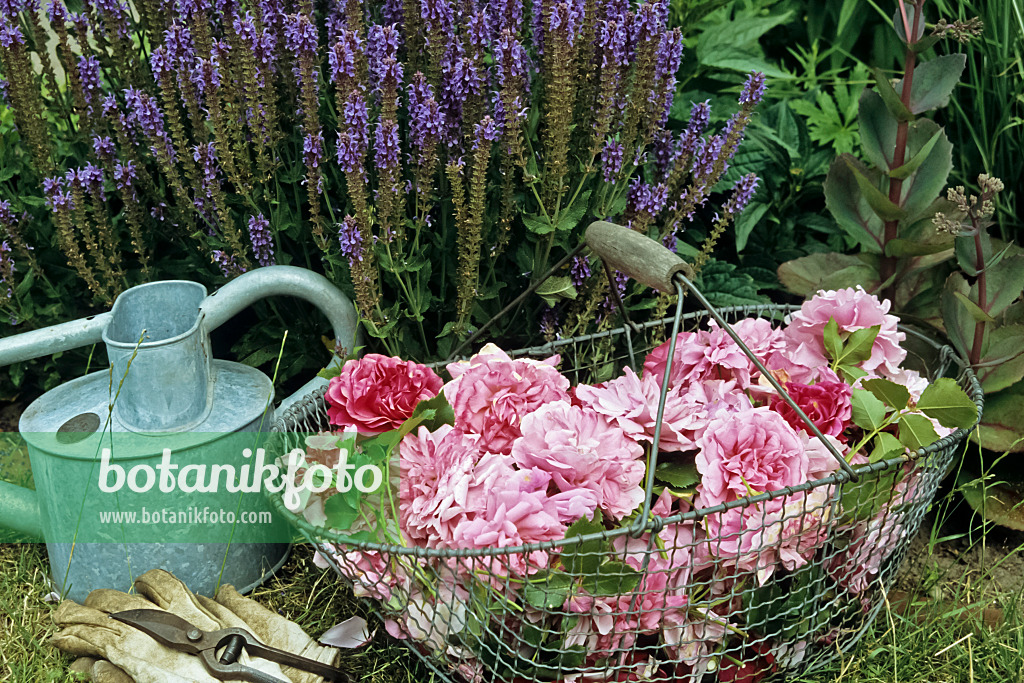 429192 - Withered roses in a wire basket