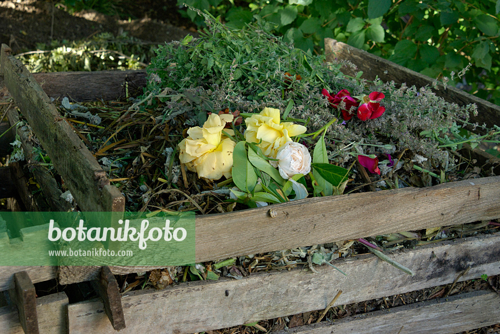 456010 - Withered roses in a wooden compost bin