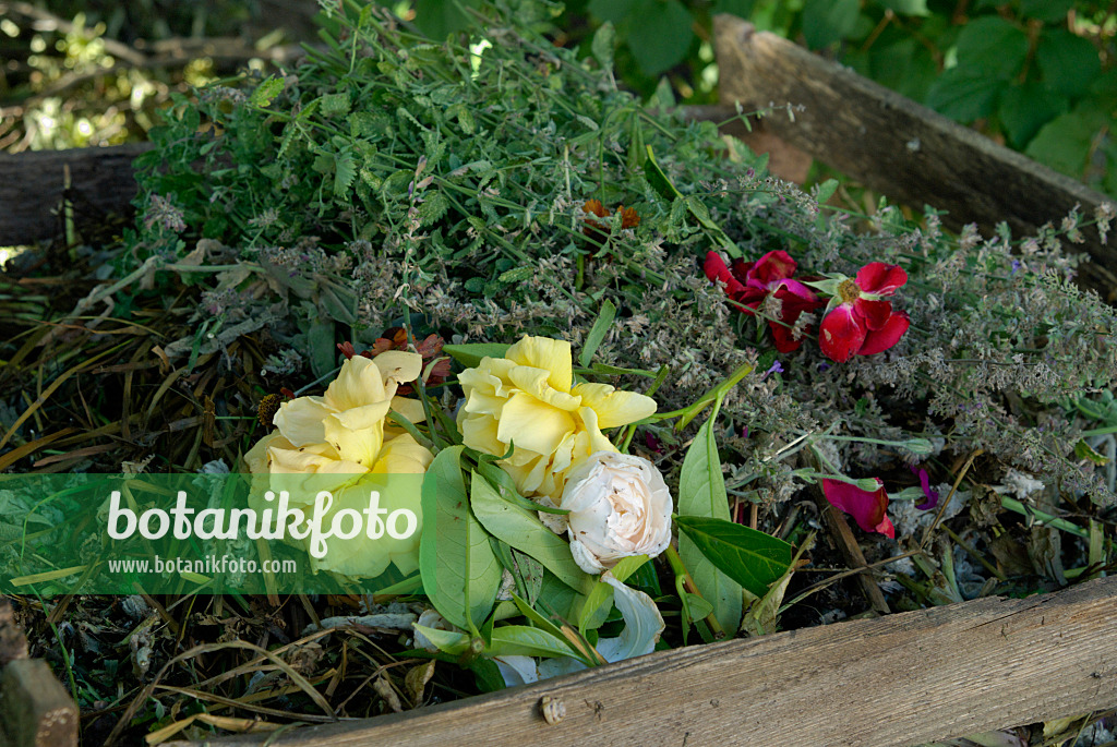 456011 - Withered roses in a wooden compost bin